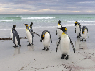 菲力普企鹅自然保护区