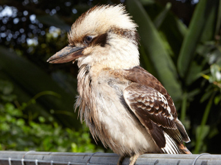 澳大利亚动物园