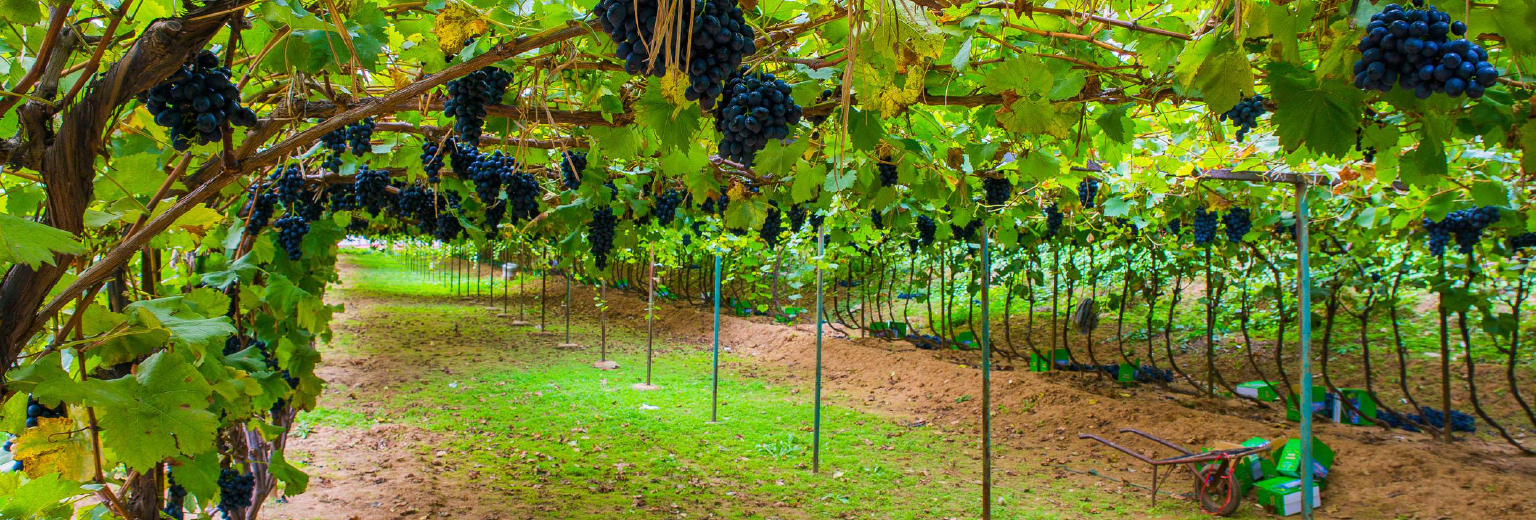 大康斯坦夏葡萄酒庄园旅游攻略