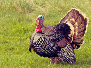 米特维雷自然保护区