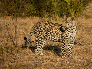 克鲁格国家公园