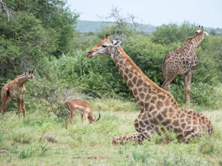 克鲁格国家公园