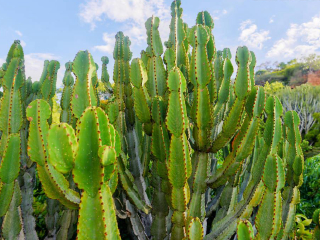 约翰内斯堡植物园