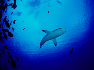 乌沙卡海洋世界