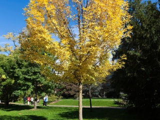 里奇腾塔勒大道