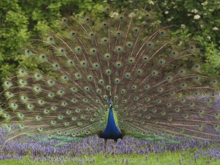 武汉九峰森林动物园