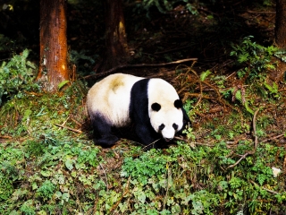 武汉九峰森林动物园