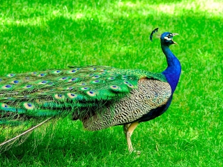 武汉九峰森林动物园