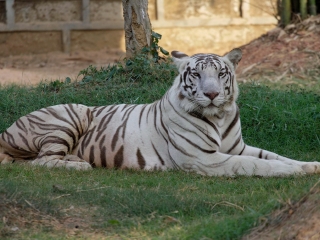武汉九峰森林动物园