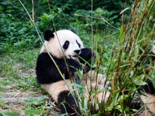 武汉九峰森林动物园