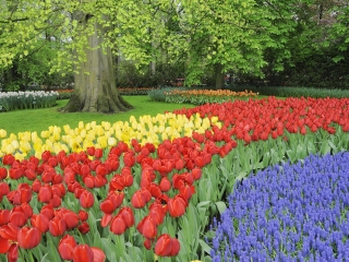 东西湖郁金香主题公园