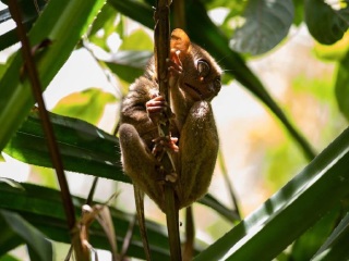 菲律宾眼镜猴保护区