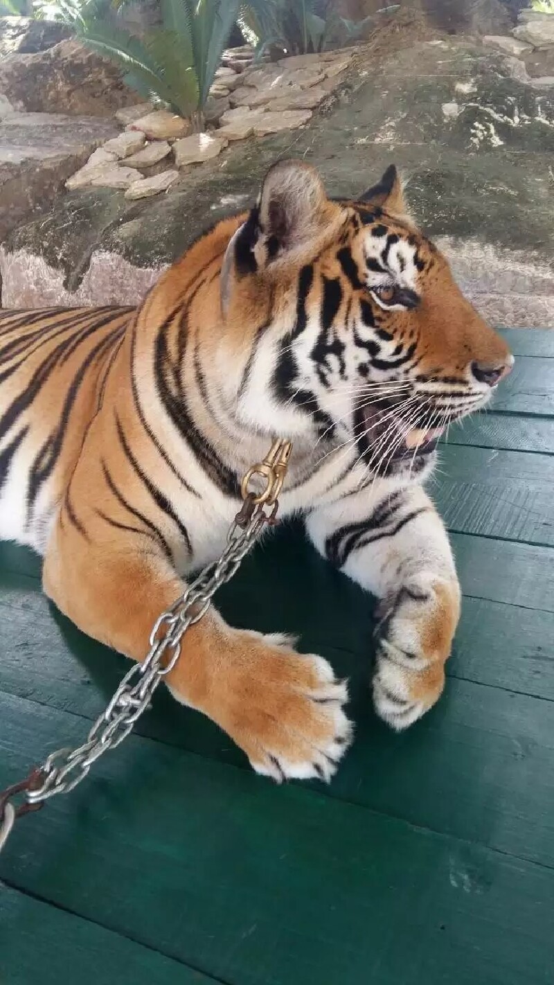 这是第一次近距离拍照 这只老虎很听话