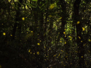 霍基蒂卡萤火虫山洞