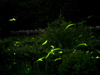 霍基蒂卡萤火虫山洞