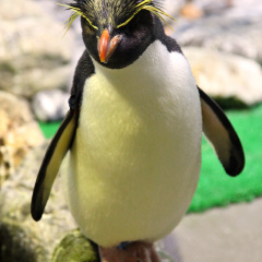 香港海洋公园冰极天地 景点模块