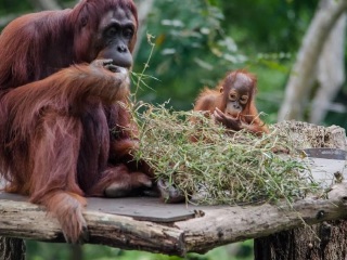 西必洛猿人保护区