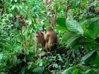 西必洛猿人保护区