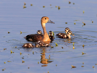 本达拉国家公园