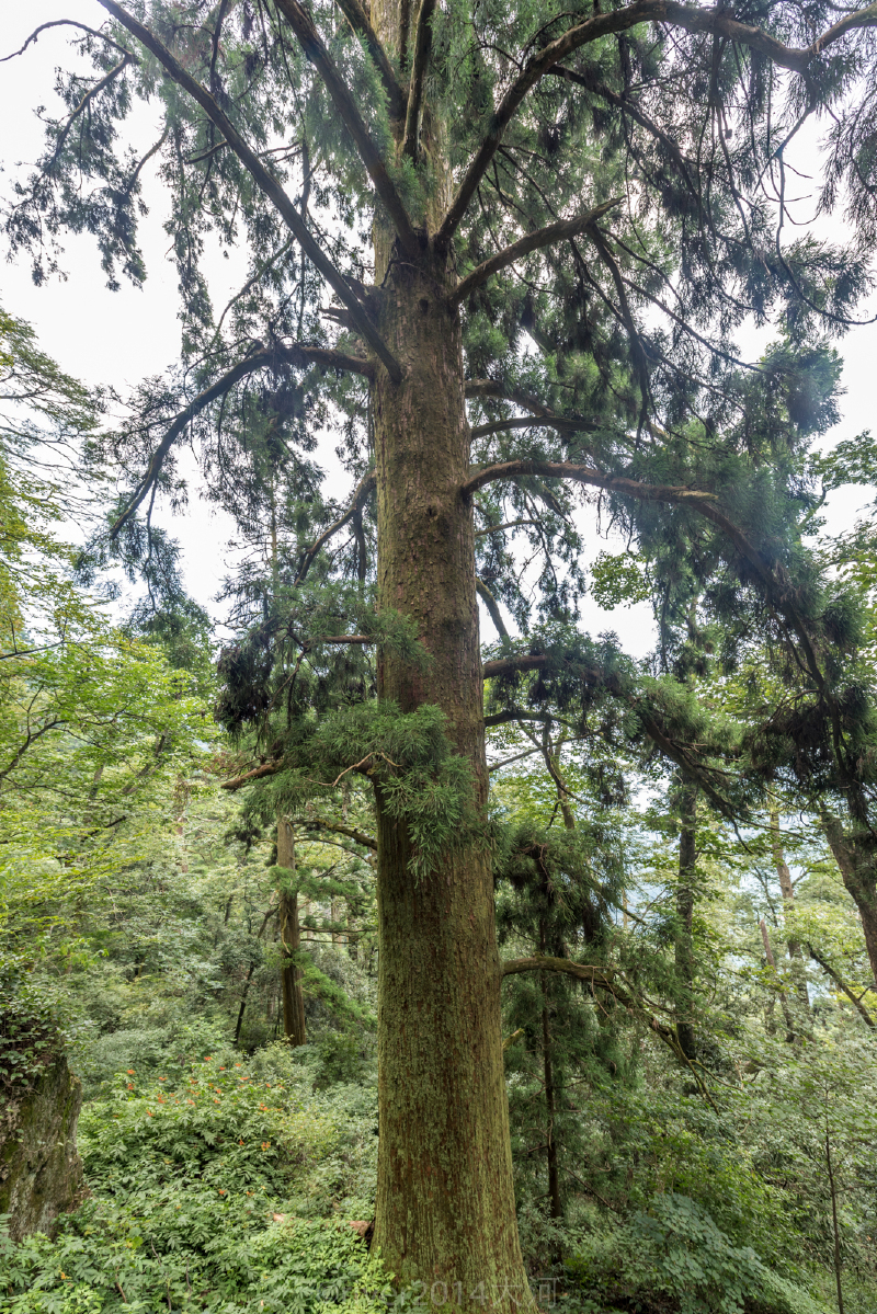 暂别都市,回归山林,天目山中躲清闲