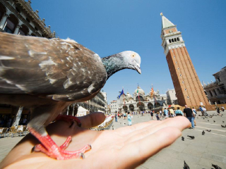 鸽子岛国家公园