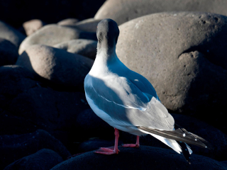 鸽子岛国家公园
