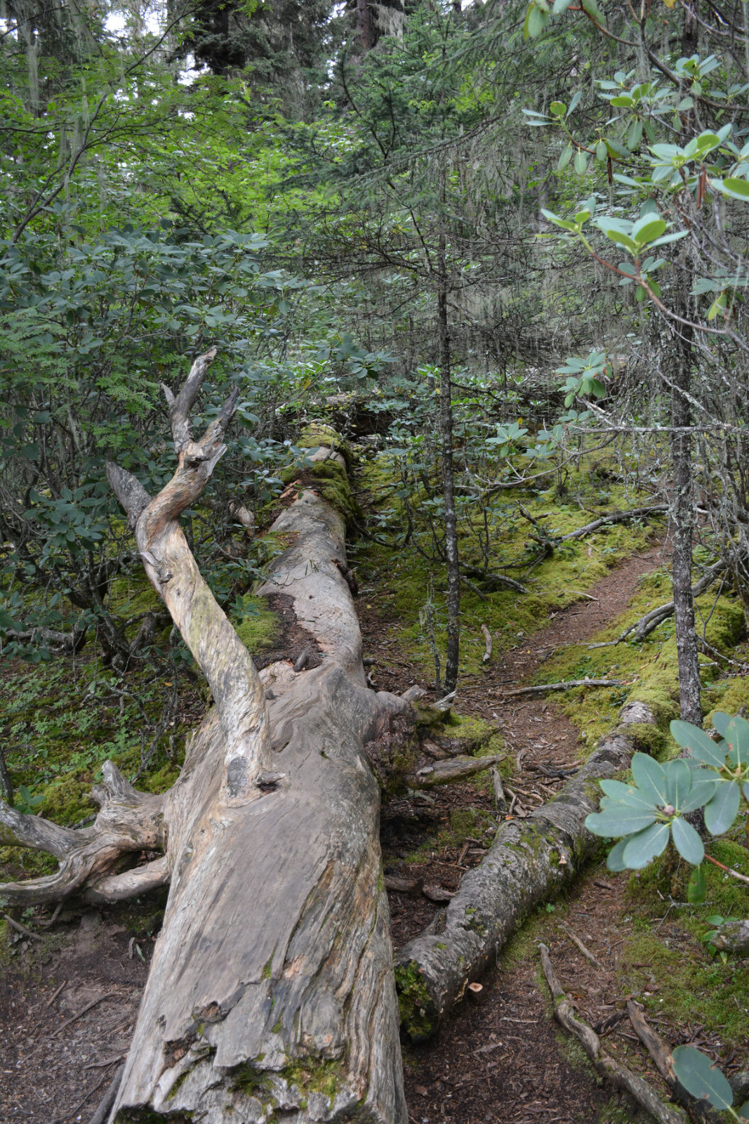 根據不同的海拔及陰陽坡著杜鵑,箭竹,苔蘚,忍冬,雲杉,高山松,高山櫟