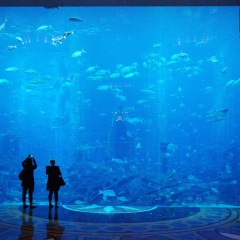 迪拜水族馆