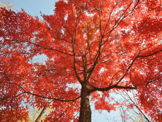 枫林谷森林公园