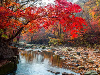 枫林谷森林公园