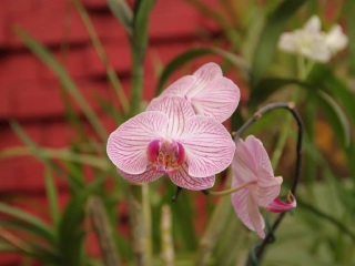 阿斯旺植物园岛