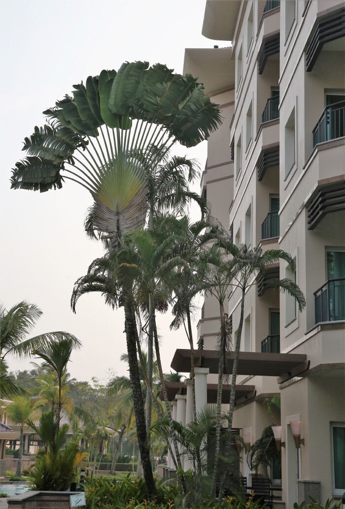 "铁扇公主的宝扇"——这种树大概只有热带才有,很有艺术性.