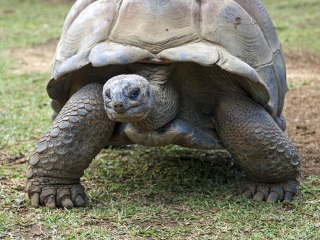毛里求斯鳄鱼公园