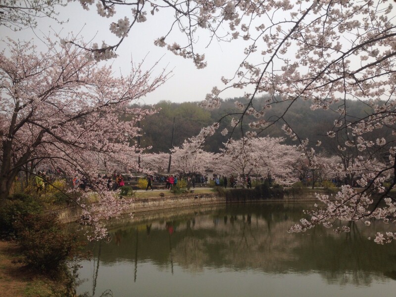 鼋渚樱花春天最浪漫的邂逅