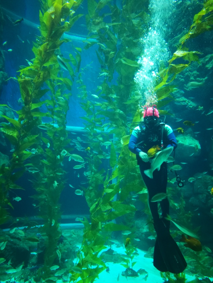 当南昌遇见海 神奇的水下世界等你来呦【多图】_南昌万达海洋乐园游记