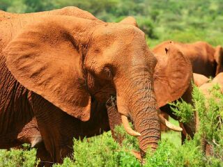 桑布鲁国家自然保护区