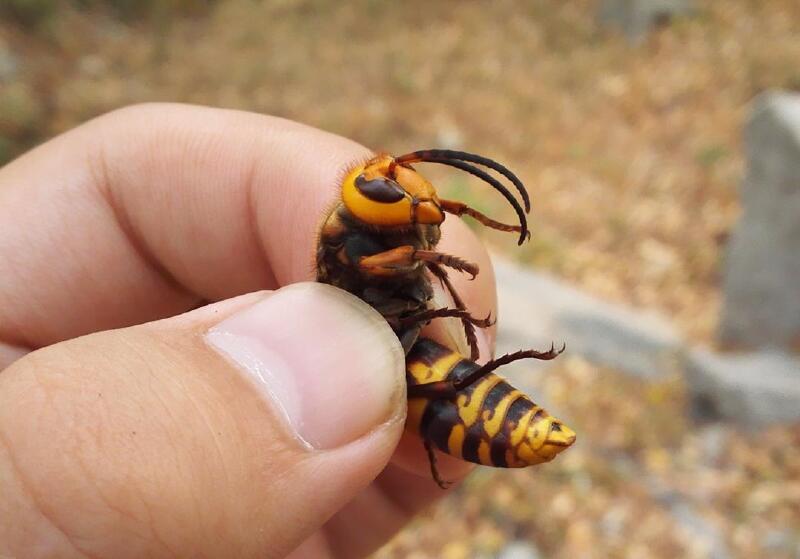 我捉到了一只海棠山特有的大黄蜂,我没有