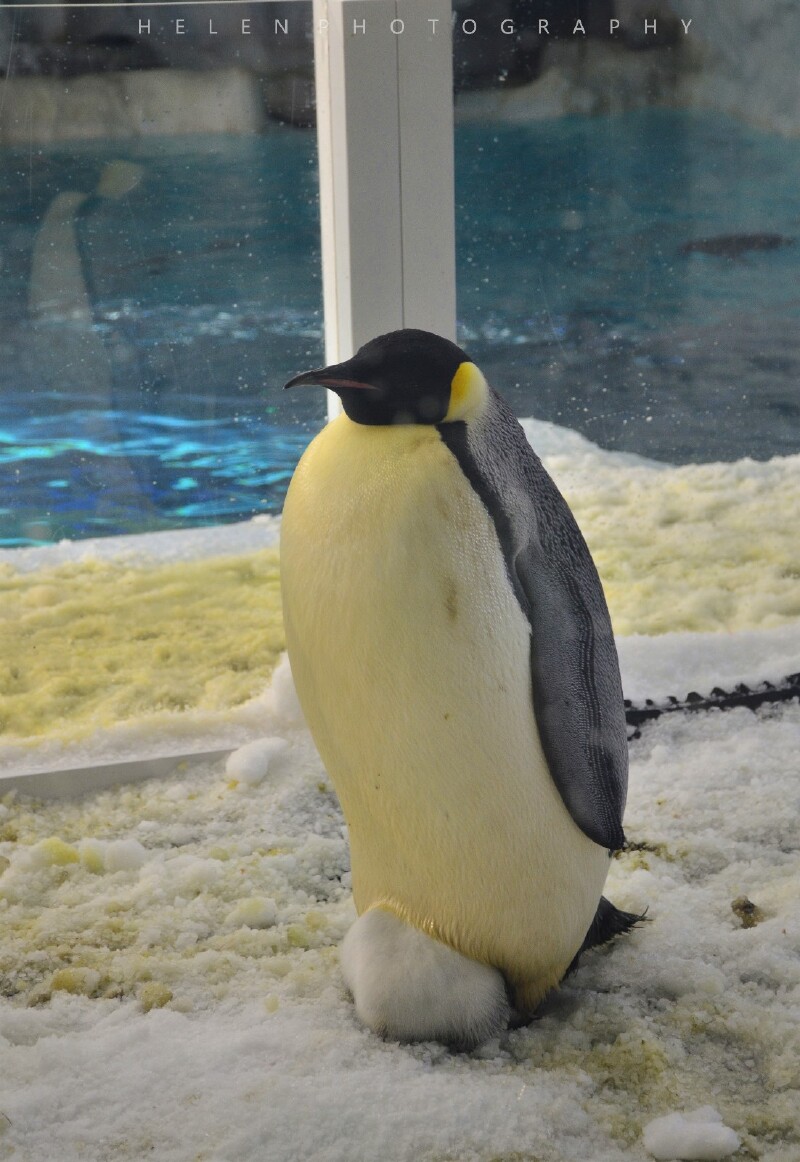 帝企鹅和害羞的宝宝