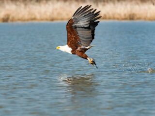 巴林戈湖国家公园