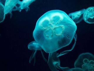 大溪地澙湖水族馆