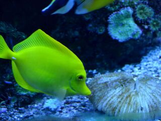 大溪地澙湖水族馆