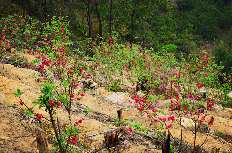 活力广东心悦之旅# 祈福观音山,聆听生命的回音