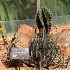武汉植物园