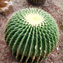 武汉植物园