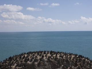 青海湖鸟岛