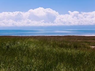 青海湖鸟岛