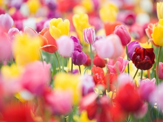 新津花舞人间景区