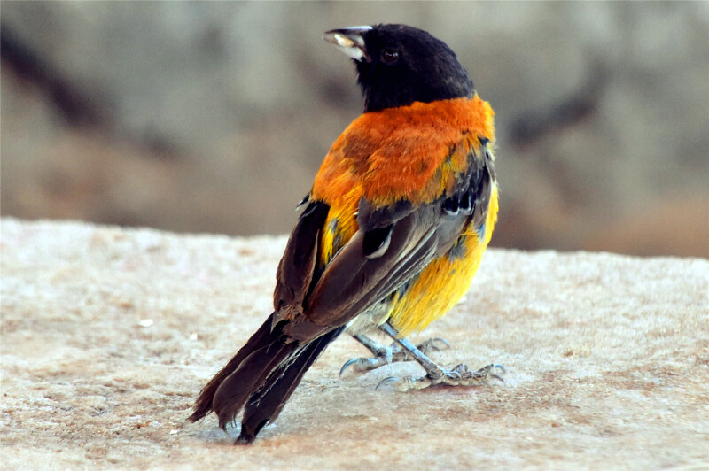 岛上有一种黄色的麻雀,在我们面前跳来跳去
