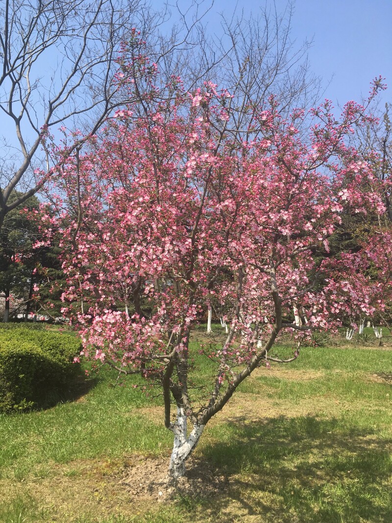 垂丝海棠不恨此花无香氛
