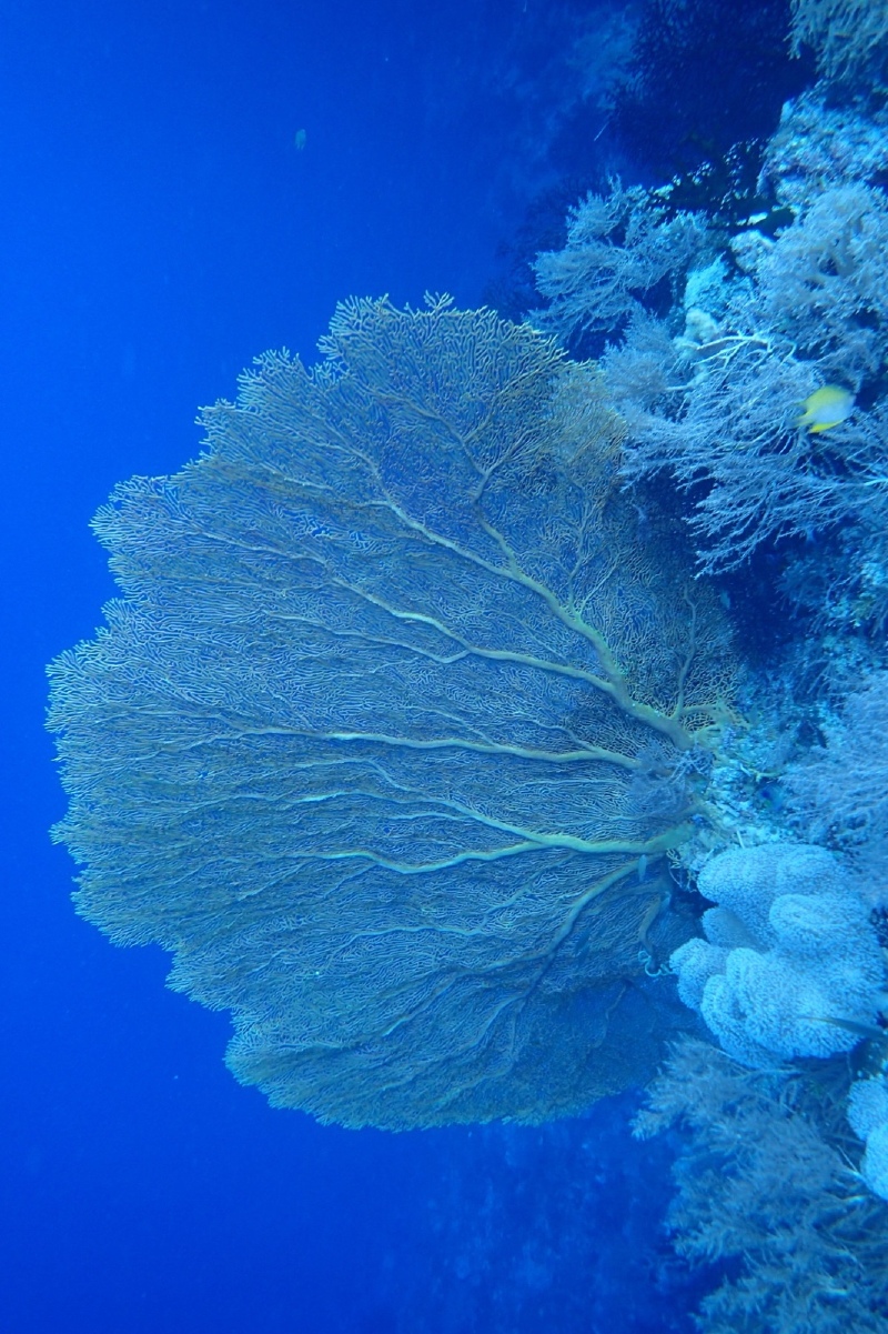 美少女帕劳行_蓝色珊瑚游记_途牛